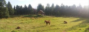 Puistoalueella Katrin metsäpolkua pitkin voi kulkea vaikkapa Hiljaiselle huoneelle